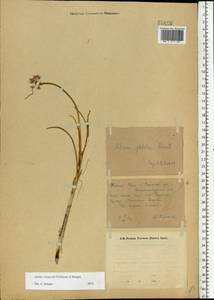 Allium cretaceum, Eastern Europe, Eastern region (E10) (Russia)