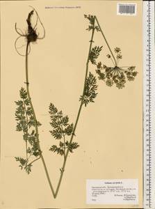 Selinum carvifolia (L.) L., Eastern Europe, Central forest-and-steppe region (E6) (Russia)