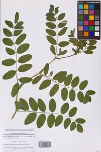 Astragalus glycyphyllos L., Eastern Europe, Moscow region (E4a) (Russia)