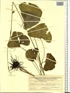 Ligularia sibirica (L.) Cass., Eastern Europe, Central forest region (E5) (Russia)