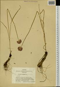 Allium lineare L., Siberia, Altai & Sayany Mountains (S2) (Russia)