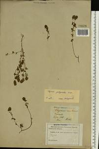 Thymus pulegioides L., Eastern Europe, North Ukrainian region (E11) (Ukraine)