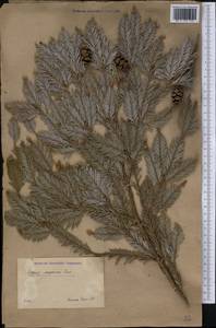 Sequoia sempervirens (D. Don) Endl., America (AMER) (Russia)
