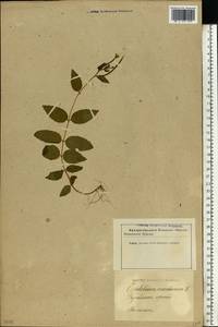 Epilobium montanum L., Eastern Europe, Latvia (E2b) (Latvia)