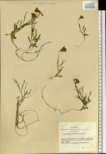 Campanula rotundifolia L., Siberia, Altai & Sayany Mountains (S2) (Russia)