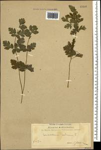 Coriandrum sativum L., Caucasus, Georgia (K4) (Georgia)