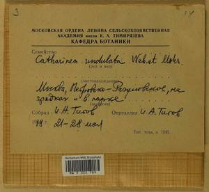 Atrichum undulatum (Hedw.) P. Beauv., Bryophytes, Bryophytes - Moscow City & Moscow Oblast (B6a) (Russia)