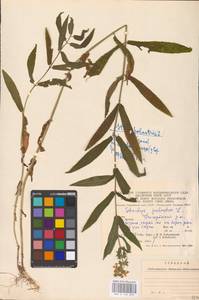 MHA 0 154 872, Stachys palustris L., Eastern Europe, West Ukrainian region (E13) (Ukraine)