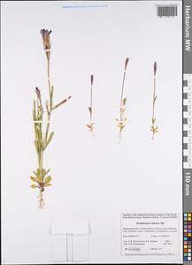 Gentianopsis detonsa, Eastern Europe, Northern region (E1) (Russia)