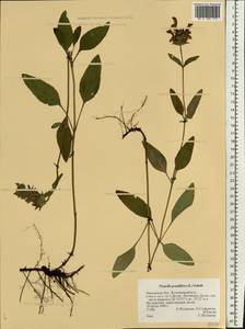 Prunella grandiflora (L.) Scholler, Eastern Europe, Central forest-and-steppe region (E6) (Russia)