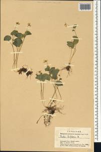 Viola biflora L., Siberia, Altai & Sayany Mountains (S2) (Russia)