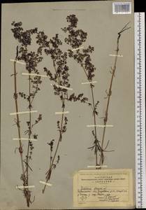 Galium verum subsp. verum, Siberia, Baikal & Transbaikal region (S4) (Russia)