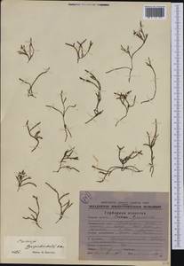 Cassiope lycopodioides (Pall.) D. Don, Siberia, Chukotka & Kamchatka (S7) (Russia)