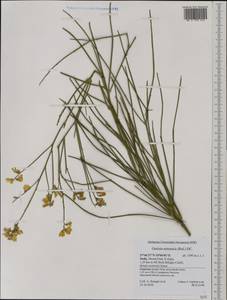 Genista aetnensis (Biv.)DC., Western Europe (EUR) (Italy)