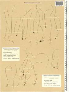 Festuca incurva (Gouan) Gutermann, Crimea (KRYM) (Russia)