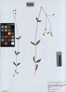 KUZ 004 516, Cerastium pauciflorum Stev. ex Ser., Siberia, Altai & Sayany Mountains (S2) (Russia)
