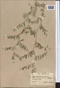 Vicia monantha subsp. monantha, Middle Asia, Karakum (M6) (Turkmenistan)