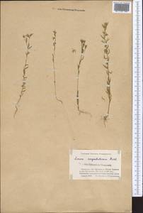 Linum corymbulosum Rchb., Middle Asia, Muyunkumy, Balkhash & Betpak-Dala (M9) (Kazakhstan)