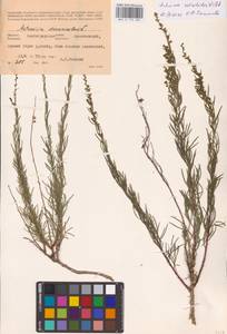 Artemisia salsoloides Willd., Eastern Europe, Lower Volga region (E9) (Russia)