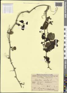 Smilax excelsa L., Caucasus, Georgia (K4) (Georgia)