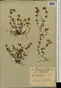 Veronica peduncularis M. Bieb., Caucasus, South Ossetia (K4b) (South Ossetia)