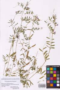 Vicia sativa subsp. nigra (L.)Ehrh., Eastern Europe, Western region (E3) (Russia)