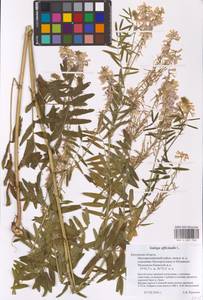 Galega officinalis L., Eastern Europe, Central region (E4) (Russia)