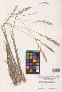 Helictochloa hookeri (Scribn.) Romero Zarco, Eastern Europe, Lower Volga region (E9) (Russia)