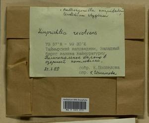 Cinclidium stygium Sw., Bryophytes, Bryophytes - Krasnoyarsk Krai, Tyva & Khakassia (B17) (Russia)