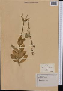 Silene vulgaris subsp. bosniaca (G. Beck) Janchen ex Greuter, Burdet & Long, Western Europe (EUR) (Italy)