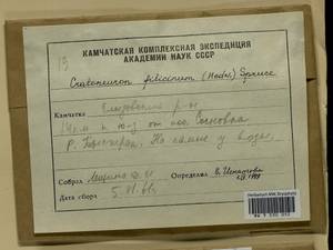 Cratoneuron filicinum (Hedw.) Spruce, Bryophytes, Bryophytes - Chukotka & Kamchatka (B21) (Russia)