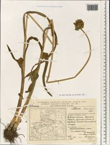 Allium semenovii Regel, South Asia, South Asia (Asia outside ex-Soviet states and Mongolia) (ASIA) (China)