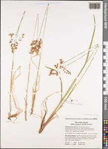 Anthoxanthum nitens (Weber) Y.Schouten & Veldkamp, Eastern Europe, Northern region (E1) (Russia)