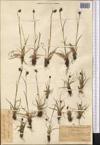 Luzula spicata (L.) DC., Middle Asia, Northern & Central Tian Shan (M4) (Kazakhstan)