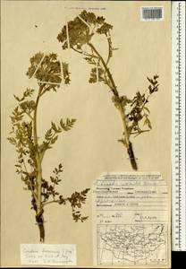 Cnidium dauricum (Jacq.) Turcz. ex Fisch. & C. A. Mey., Mongolia (MONG) (Mongolia)