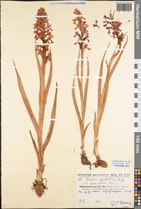 Anacamptis palustris (Jacq.) R.M.Bateman, Pridgeon & M.W.Chase, Eastern Europe, North Ukrainian region (E11) (Ukraine)