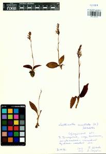 Hemipilia cucullata (L.) Y.Tang, H.Peng & T.Yukawa, Siberia, Baikal & Transbaikal region (S4) (Russia)