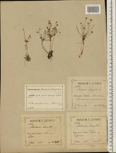 Androsace elongata L., Eastern Europe, Central forest-and-steppe region (E6) (Russia)