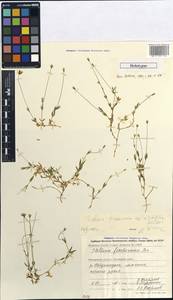 Stellaria viridifolia (Khokhr.) A.P. Khokhryakov, Siberia, Chukotka & Kamchatka (S7) (Russia)