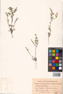 Lappula spinocarpos (Forssk.) Asch., Eastern Europe, Lower Volga region (E9) (Russia)