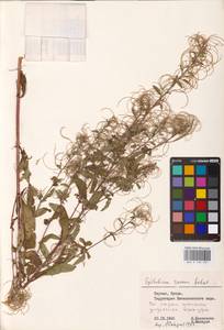 Epilobium roseum (Schreb.) Schreb., Eastern Europe, Lithuania (E2a) (Lithuania)