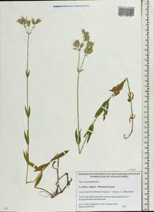 Silene vulgaris (Moench) Garcke, Eastern Europe, Belarus (E3a) (Belarus)