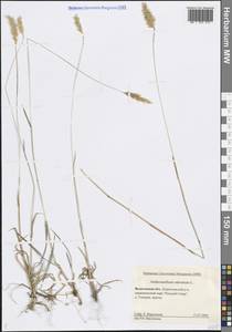 Anthoxanthum odoratum L., Eastern Europe, Northern region (E1) (Russia)