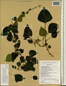Hedera pastuchovii subsp. cypria (Mc All.) Hand, South Asia, South Asia (Asia outside ex-Soviet states and Mongolia) (ASIA) (Cyprus)