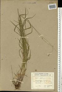 Melica picta K.Koch, Eastern Europe, North Ukrainian region (E11) (Ukraine)