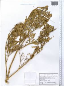 Komaroviopsis anisosperma (Korovin) Doweld, Middle Asia, Pamir & Pamiro-Alai (M2) (Uzbekistan)