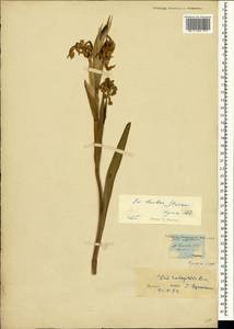 Iris halophila Pall., Crimea (KRYM) (Russia)