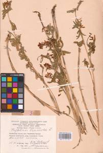 Trifolium lupinaster L., Eastern Europe, Eastern region (E10) (Russia)