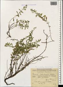 Thymus elisabethae Klokov & Des.-Shost., Caucasus, Stavropol Krai, Karachay-Cherkessia & Kabardino-Balkaria (K1b) (Russia)