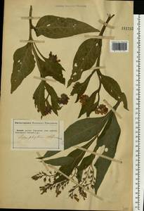 Symphytum officinale L., Eastern Europe, South Ukrainian region (E12) (Ukraine)